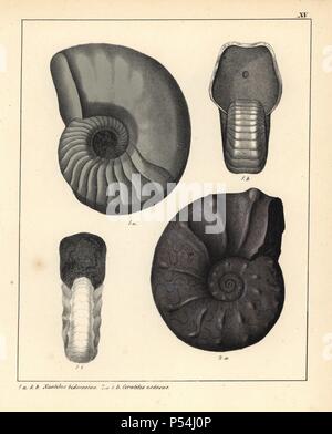 Les fossiles d'ammonites disparues céphalopodes : espèce d bidorsatus Nautilus, et les Cératites nodosus. Le Nautilus a peu changé au cours des 500 millions d'années. Lithographie coloriée à la main par un artiste inconnu du Dr F.A. Schmidt's 'Petrefactenbuch', publié à Stuttgart, Allemagne, 1855 par Verlag von Krais et Hoffmann. Le Dr Schmidt's 'Livre de pétrification' introduite les fossiles et la paléontologie à la fois le spécialiste et grand public. Banque D'Images