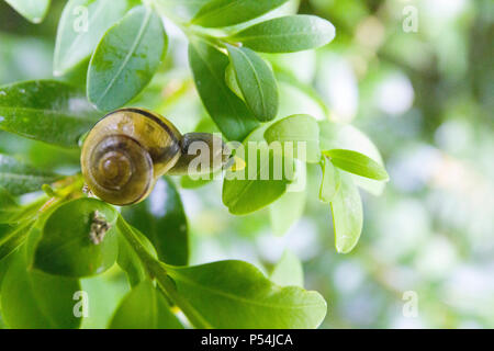 Close up macro-vision de l'escargot ou le jardin lèvres blanches baguées (escargot Cepaea hortensis) sur feuille dans un buisson Banque D'Images