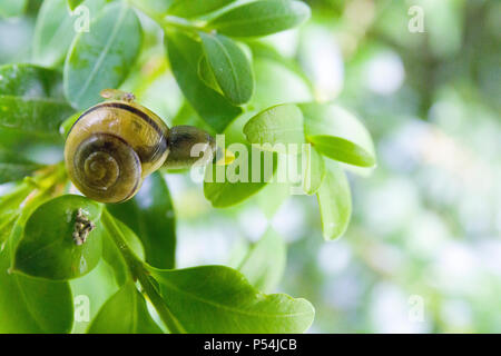 Close up macro-vision de l'escargot ou le jardin lèvres blanches baguées (escargot Cepaea hortensis) sur feuille dans un buisson Banque D'Images