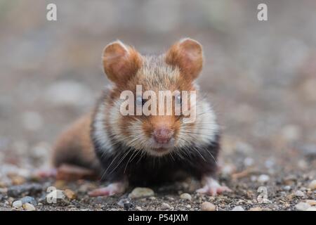 Hamster eurasien Banque D'Images