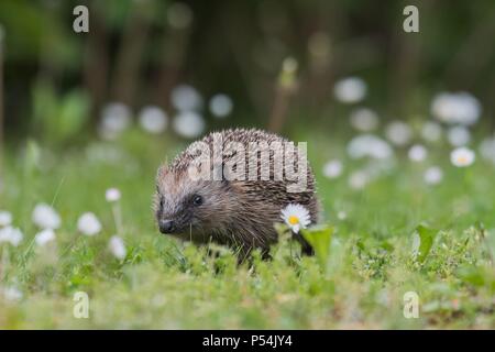 hérisson Banque D'Images