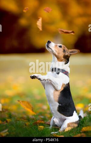 La mendicité Jack-Russell-Terrier-Mongrel Banque D'Images