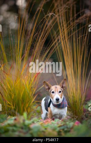Jack-Russell-Terrier-Mongrel Banque D'Images