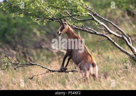 chamois Banque D'Images