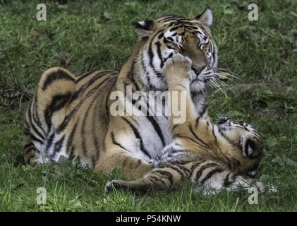 Tigre de l’amour Banque D'Images