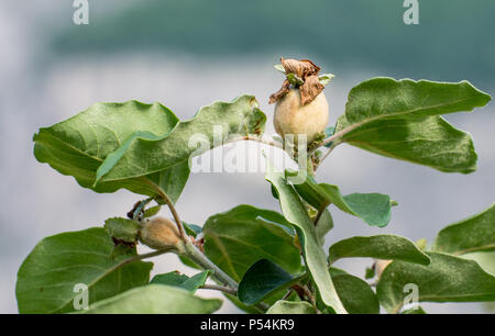 Eriobotrya japonica. jeune fruit vert de la nèfle japonaise sur les branches. Loquat les jeunes fruits. Néflier arbre aux fruits immatures Banque D'Images