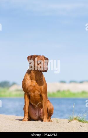 Assis Rhodesian Ridgeback Banque D'Images