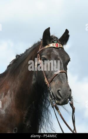 Poney Fell Portrait Banque D'Images