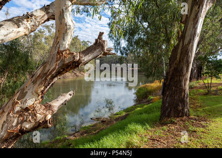 Le redgum arbres sur les rives du fleuve Murray dans Tooleybuc New South Wales Australie le 11 juin 2018 Banque D'Images