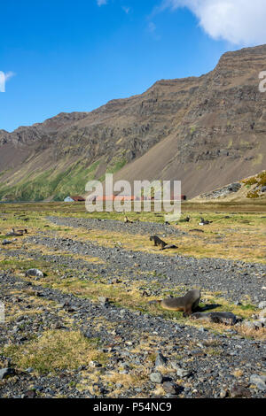 Des otaries à fourrure antarctiques Stromness Station baleinière, South Georgia Island Banque D'Images