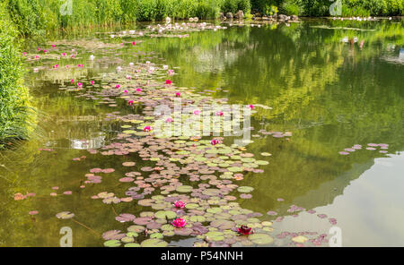 Nymphaea ( Water Lilies) - , nénuphar végétation aquatique, plantes de l'eau Banque D'Images