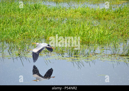 Héron au vol à l'Ouse lave Réserve Naturelle, Cambridgeshire, Norfolk. La RSPB. Voler Heron Banque D'Images