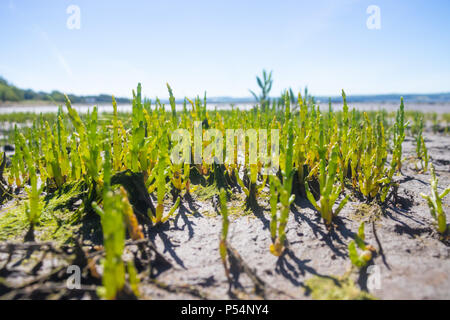 Marsh Samphire croissant le long de la côte de Fife, est de l'Écosse. Banque D'Images