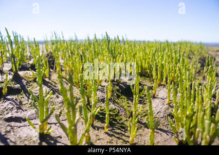 Marsh Samphire croissant le long de la côte de Fife, est de l'Écosse. Banque D'Images