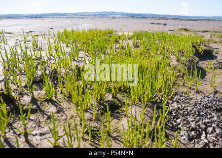 Marsh Samphire croissant le long de la côte de Fife, est de l'Écosse. Banque D'Images