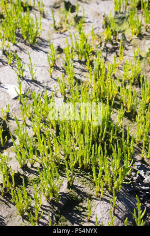 Marsh Samphire croissant le long de la côte de Fife, est de l'Écosse. Banque D'Images