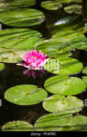 Un beau lotus rose flotte dans la rivière Banque D'Images