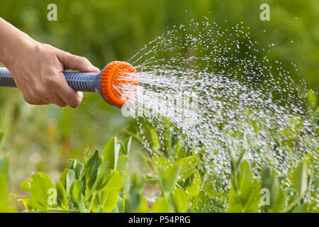 L'arrosage à la main les pois verts dans le potager, gros plan Banque D'Images