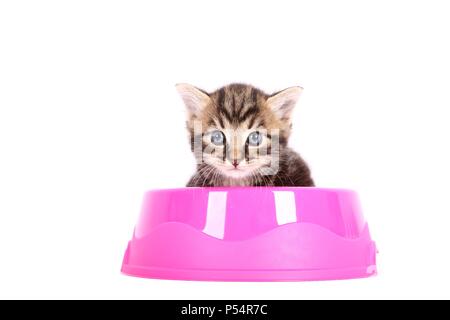 European Shorthair chaton Banque D'Images