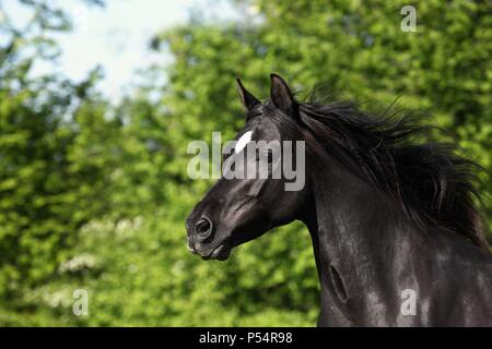 Portrait de chevaux arabes Banque D'Images