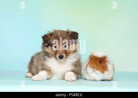 Chiot Sheltie et de cobaye Banque D'Images