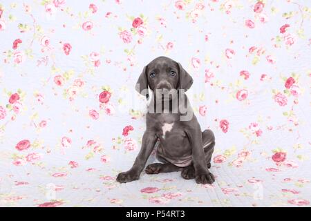 Chiot Weimaraner Banque D'Images