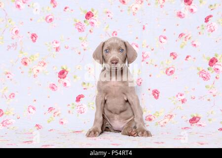 Chiot Weimaraner Banque D'Images