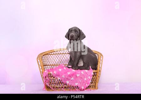 Chiot Weimaraner Banque D'Images