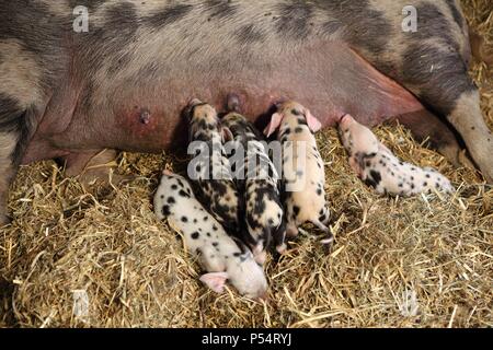 Cochon bébé Banque D'Images