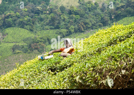Woman picking plateau sur le Kolukkumuali Estate, Munnar, Kerala, Inde SW. Banque D'Images