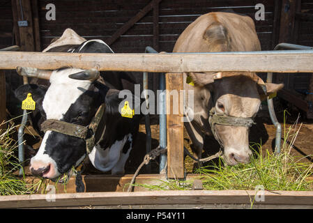 Les Vaches à l'alimentation dans la ferme, l'Albanie Fishte Banque D'Images