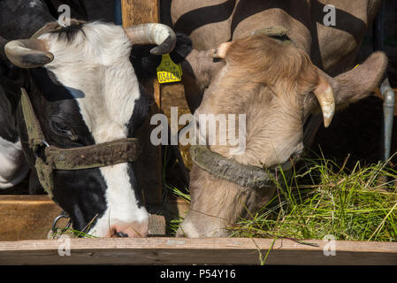 Les Vaches à l'alimentation dans la ferme, l'Albanie Fishte Banque D'Images