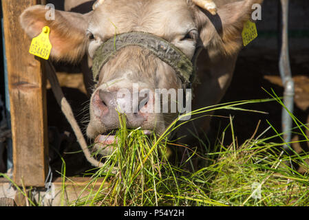 La vache de l'alimentation au niveau de l'exploitation et à l'Albanie, Fishte Banque D'Images