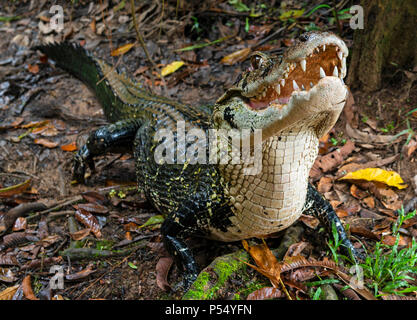 Close up d'un caïman noir (Melanosuchus niger) avec open jaw dans la forêt tropicale de l'Amazone de l'Equateur du bassin à l'intérieur du parc national Yasuní. Banque D'Images