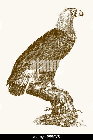 L'aigle royal (Aquila chrysaetos) en vue de profil assis sur un arbre. Illustration après une gravure d'époque du xixe siècle Illustration de Vecteur
