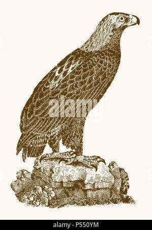 L'aigle royal (Aquila chrysaetos) en vue de profil assis sur un rocher. Illustration après une gravure d'époque du xixe siècle Illustration de Vecteur