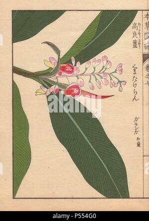 Fleur Rose garanga Alpinia galanga, kumatake ou MAK. (Zingiberacea, gingembre). Kumatakeran.. Gravure sur bois imprimée en couleur par Kan'fr Iwasaki de 'Honzo Zufu,' un guide illustré de plantes médicinales, 1884. Iwasaki (1786-1842) était un botaniste japonais, entomologiste et zoologiste. Il est l'un des premiers botanistes japonais d'intégrer le savoir occidental dans ses études. Banque D'Images