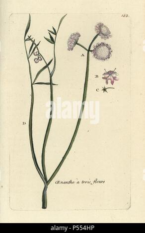 Oenanthe aquatica, filipendule vulgaire eau triflora. Coloriée dessinée botanique et gravé par Pierre Brisson de son propre 'Flora Parisiensis," 1776, Paris, P. F. Didot. Pierre Brisson (1752-1793) était un célèbre botaniste français, pionnier de la trois-couleurs-plaque d'impression. Son introduction aux fleurs de Paris inclus 640 plantes. Banque D'Images