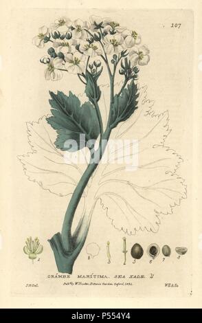 Kale Crambe maritima, la mer. La gravure sur cuivre coloriée par nous François lavie d'un dessin par Isaac Russell de William Baxter's 'british' 1834 Phaenogamous la botanique. Scotsman William Baxter (1788-1871) a été le conservateur du jardin botanique d'Oxford de 1813 à 1854. Banque D'Images