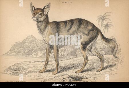 Le chacal, le sénégalais Canis aureus anthus. Gravure coloriée sur acier Par William Lizars d'un dessin par le Colonel Charles Hamilton Smith, de Sir William Jardine's 'Bibliothèque du naturaliste : Les Chiens' publié par W.H. Lizars, Édimbourg, 1839. Banque D'Images