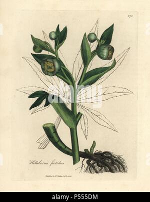 L'hellébore fétide fleuri vert ou le pied de l'ours, helleborus foetidus. Coloriée à la gravure sur cuivre à partir d'une illustration botanique par James Sowerby de William Woodville et Sir William Jackson Hooker's 'Medical Botanique' 1832. L'infatigable Sowerby (1757-1822) a attiré plus de 2 500 plantes pour Smith's mammoth 'English Botany' (1790-1814) et 440 pour les champignons de couleur de l'anglais 'Chiffres Champignons ' (1797) parmi beaucoup d'autres travaux. Banque D'Images