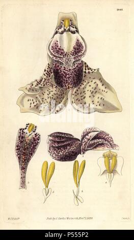 Magnifique orchidée stanhopea, Stanhopea insignis. Illustration dessinée par William Jackson Hooker, gravée par Swan. Coloriée à la gravure sur cuivre de William Curtis's Botanical Magazine, "l' Samuel Curtis, 1829. Hooker (1785-1865) était un botaniste, écrivain et artiste. Il était professeur de botanique à l'Université de Glasgow, et éditeur de Curtis' 'Botanical Magazine" de 1827 à 1865. En 1841, il est nommé directeur des Jardins botaniques royaux de Kew, et fut remplacé par son fils Joseph Dalton. Hooker a documenté les orchidées et fougères craquelure qui ont secoué l'Angleterre au milieu du 19e siècle Banque D'Images