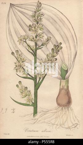 L'hellébore blanc, Veratrum album. Coloriée illustration botanique dessiné par G. Reid et gravés sur acier par John Stephenson de Weddell et James Morss Churchill's 'Medical botanique : ou illustrations et descriptions des plantes médicinales de l'Edimbourg, Londres, Dublin et pharmacopées," John Churchill, Londres, 1831. Banque D'Images