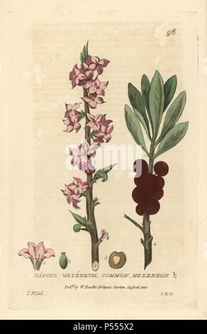 Mezereon commun, Daphne mezereum. La gravure sur cuivre coloriée par Charles Mathews, d'un dessin par Isaac Russell de William Baxter's 'british' 1834 Phaenogamous la botanique. Scotsman William Baxter (1788-1871) a été le conservateur du jardin botanique d'Oxford de 1813 à 1854. Banque D'Images