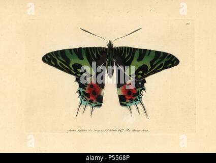 Papillon Chrysiridia malgache le coucher du soleil, rhipheus. Illustration (non signé George Shaw et Frederick Nodder).. Coloriée à la gravure sur cuivre de George Shaw et Frederick Nodder's 'Le Naturalist's Miscellany' 1792.. Sciences Nodder Frederick (17511801 ?) était un artiste et graveur d'histoire naturelle. Nodder peaufine son travail de rédaction sur le capitaine Cook et Joseph Banks' Florilegium et gravure de Parkinson Sydney Australie croquis de plantes. Il a été fait "peintre botanique à Sa Majesté la Reine Charlotte' en 1785. Nodder a également appelé l'études botaniques dans Thomas Martyn's Flora Rustica (179 Banque D'Images