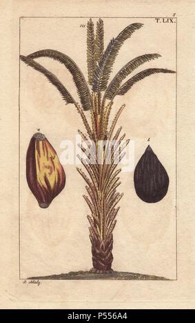 L'huile de palmier africain avec des fruits, Elaeis guineensis. La gravure sur cuivre coloriée d'une illustration botanique par J. Schaly de G. T. Wilhelm's 'Unterhaltungen aus der Naturgeschichte' (Encyclopédie d'Histoire Naturelle), Vienne, 1816. Tobias Gottlieb Wilhelm (1758-1811) était un prêtre et naturaliste bavarois à Augsbourg, où la première édition a été publiée. Banque D'Images