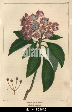 Les feuilles, fleurs, semences et graines de la navire Mountain laurel tree, Kalmia latifolia. Gravure coloriée à crépi d'une illustration botanique par Pancrace Bessa, gravé sur cuivre par Gabriel, de François André Michaux's 'North American Sylva, Philadelphie, 1857'. Le botaniste français Michaux (1770-1855) a exploré et le Canada en 1785 le catalogage de ses arbres indigènes. Banque D'Images