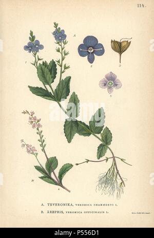 Germander speedwell, Veronica chamaedrys, et véronique commune, Veronica officinalis. Chromolithographie de Carl Lindman's 'Bilder ur Nordens Flora' (Photos de la Flore du Nord), Stockholm, Wahlström & Widstrand, 1905. Lindman (1856-1928) était professeur de botanique à la Swedish Museum of Natural History (Naturhistoriska Riksmuseet). L'chromolithographs étaient fondées sur l'Palmstruch Johan Wilhelm 'Svensk botanik' (1802-1843). Banque D'Images