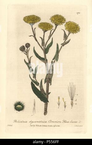 Aux Puces commune-bane, pulicaria dysenterica. Taille-douce coloriée gravée par Charles Mathews D'après un dessin de Isaac Russell de William Baxter's 'british' 1835 Phaenogamous la botanique. Scotsman William Baxter (1788-1871) a été le conservateur du jardin botanique d'Oxford de 1813 à 1854. Banque D'Images