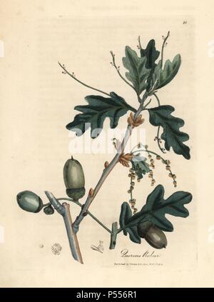 Les feuilles et les glands du chêne, Quercus robur. Coloriée à la gravure sur cuivre à partir d'une illustration botanique par James Sowerby de William Woodville et Sir William Jackson Hooker's 'Medical Botanique' 1832. L'infatigable Sowerby (1757-1822) a attiré plus de 2 500 plantes pour Smith's mammoth 'English Botany' (1790-1814) et 440 pour les champignons de couleur de l'anglais 'Chiffres Champignons ' (1797) parmi beaucoup d'autres travaux. Banque D'Images